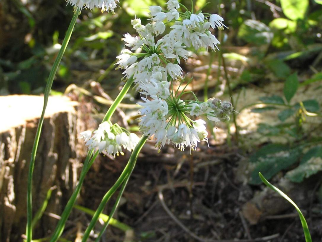 Nodding Onion habit
