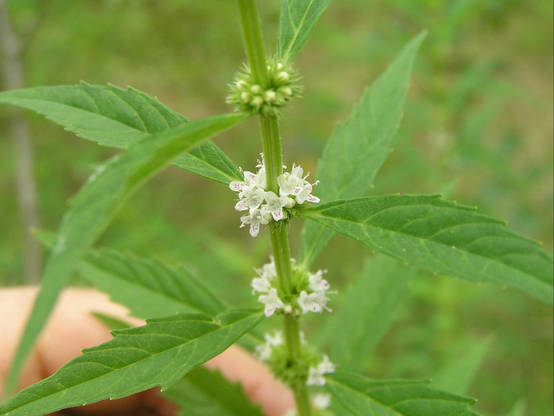 Northern Bugleweed Flower