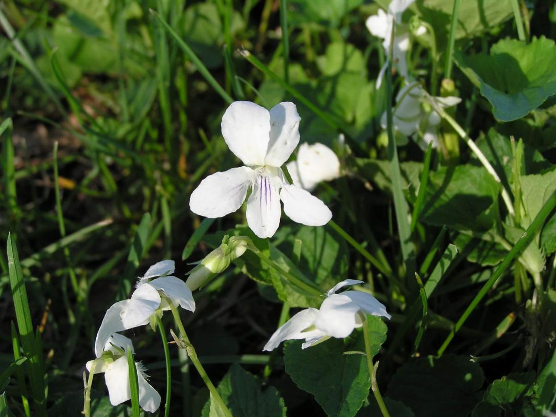 Northern White Violet flower
