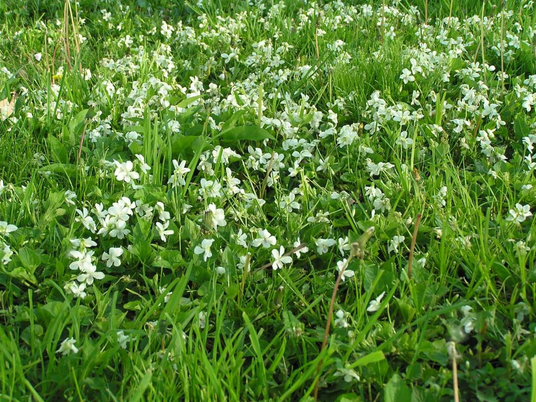 Northern White Violet habit