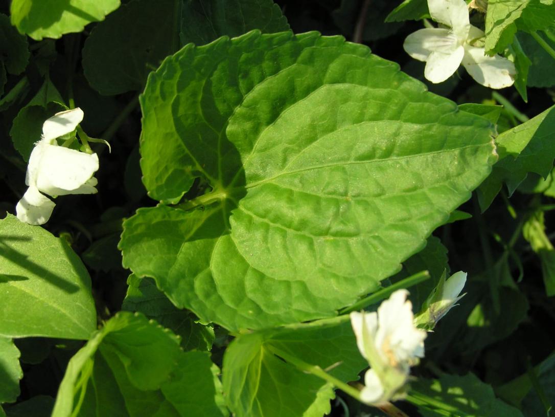 Northern White Violet Leaves