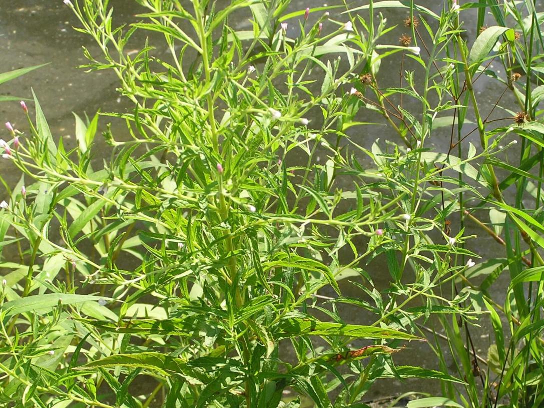 Northern Willow Herb habit