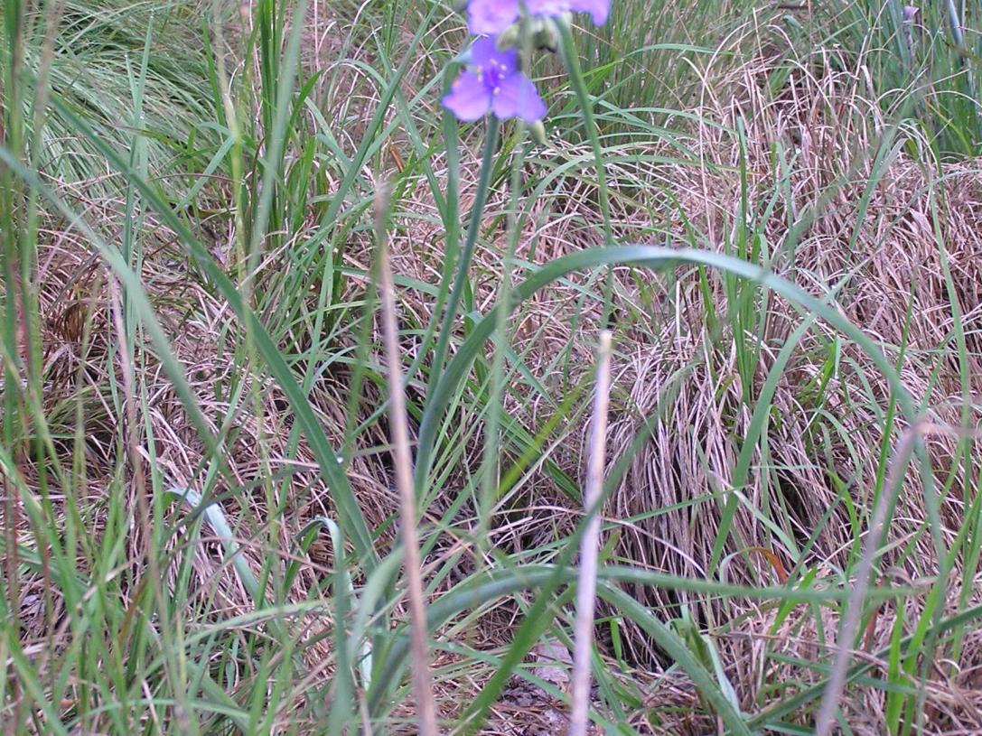 Ohio Spiderwort habit