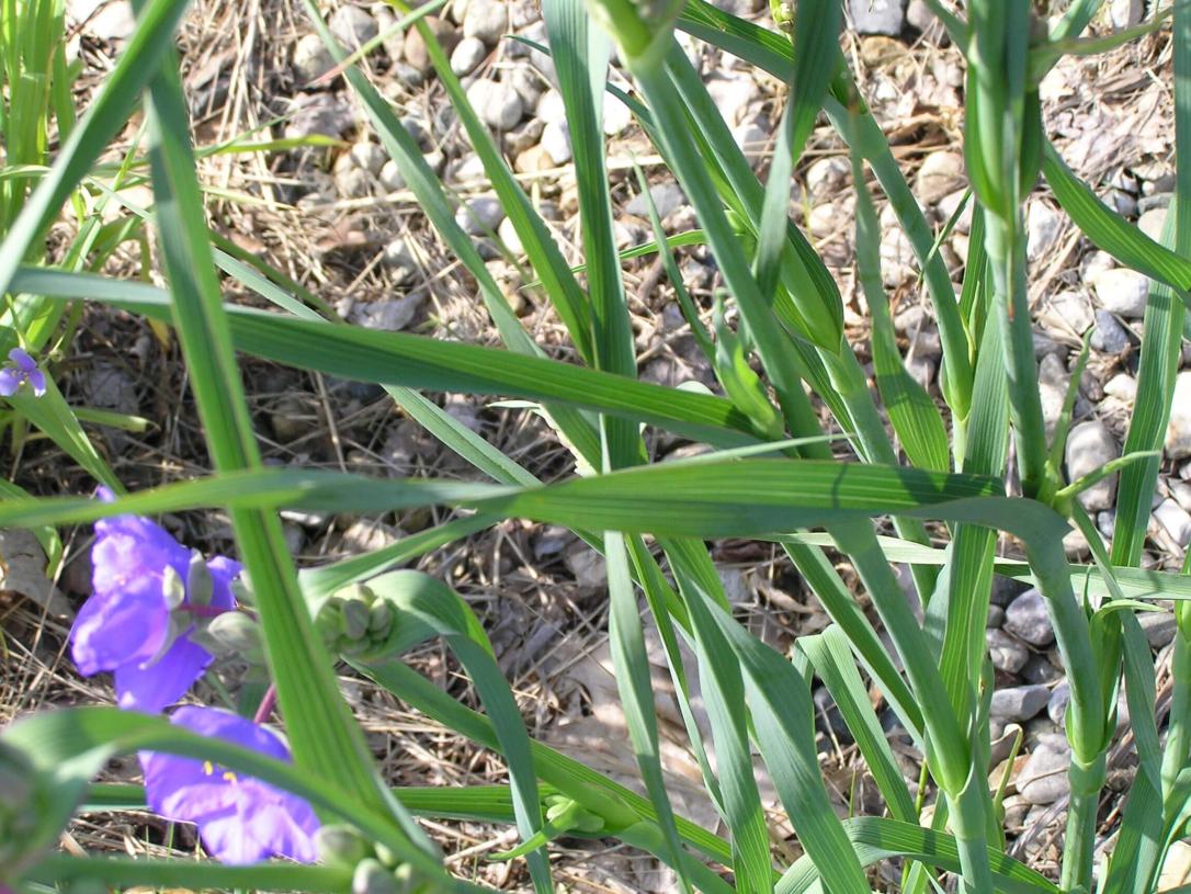 Ohio Spiderwort leaves