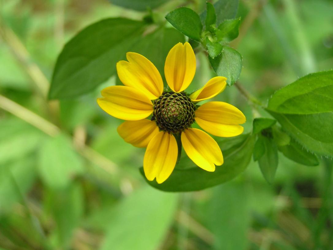 Orange Coneflower