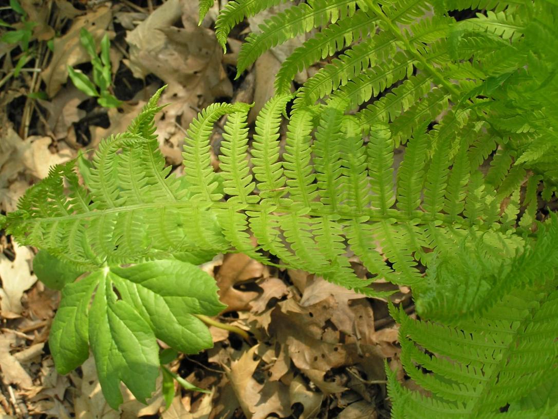 Ostrich Fern leaves