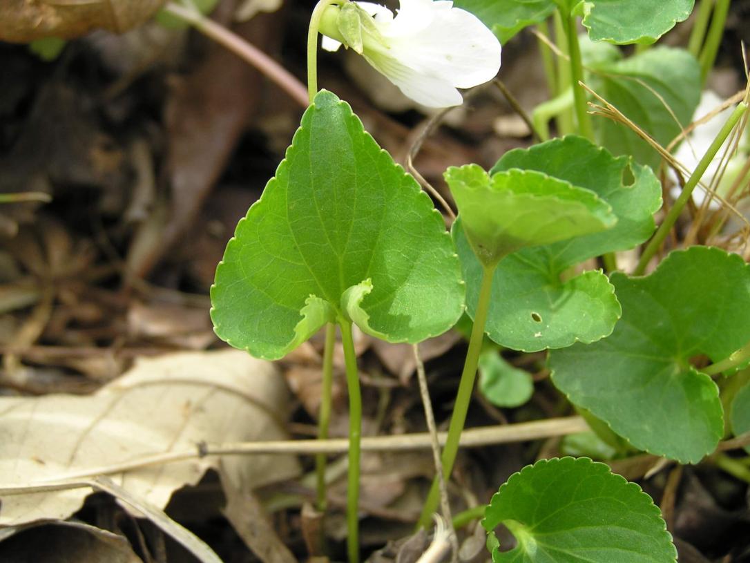 Pale Early Violet leaves