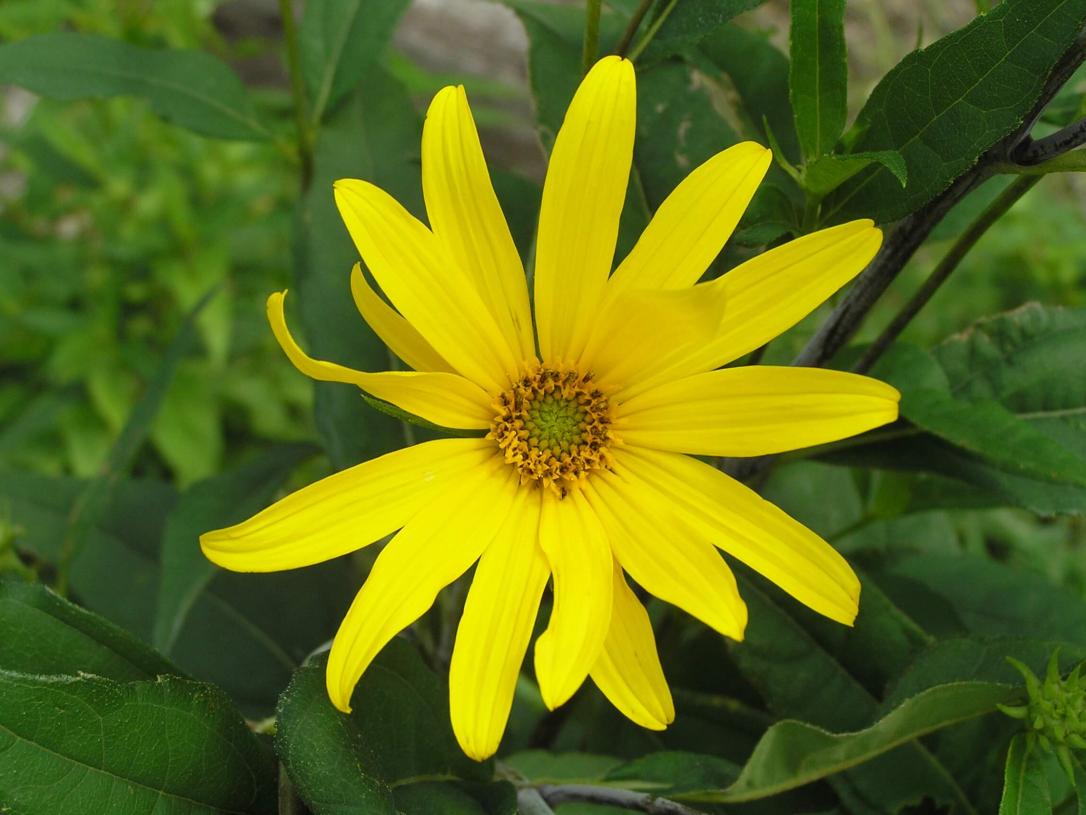 Pale Leaved Sunflower flower