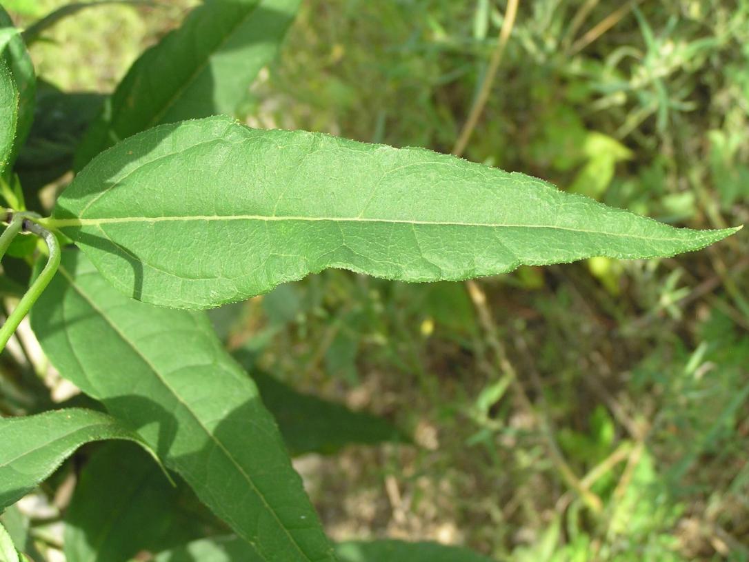Pale Leaved Sunflower leaves