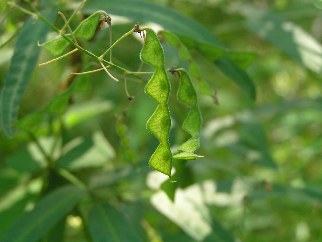 Panicled Tick Trefoil fruit