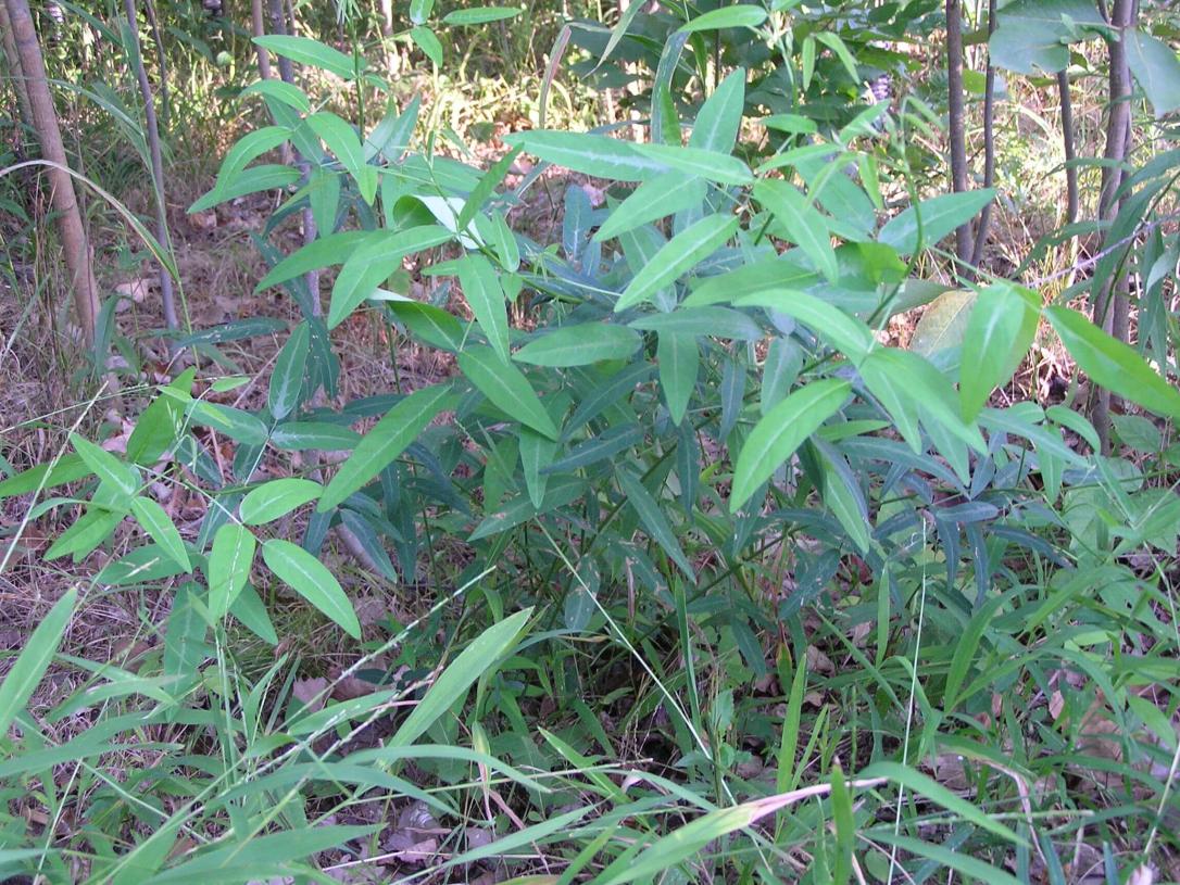 Panicled Tick Trefoil habit
