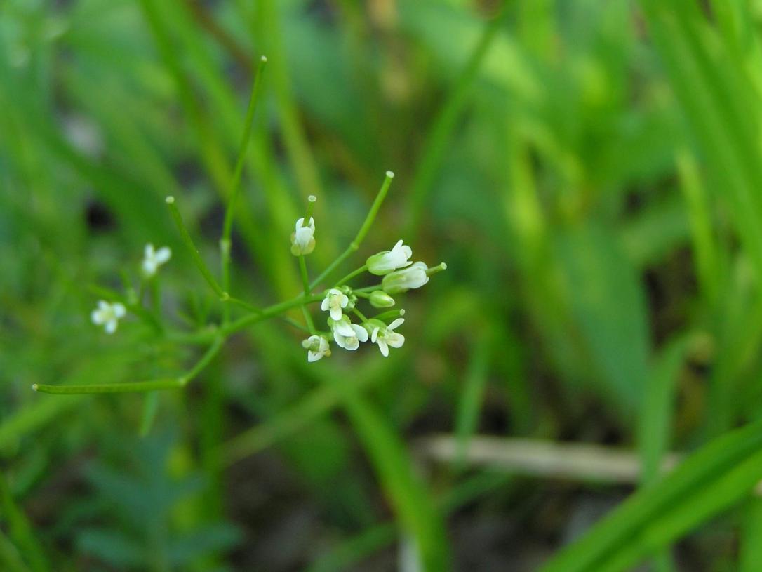 Pennsylvania Bitter Cress flower