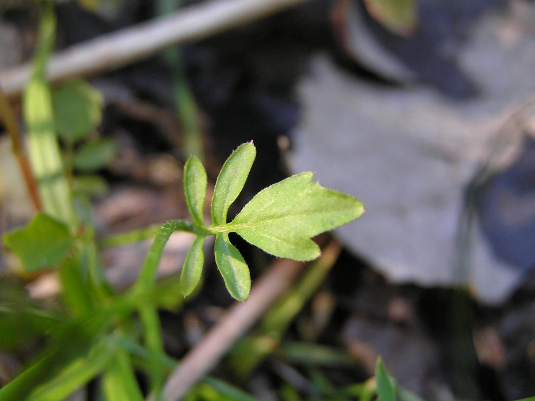 Pennsylvania Bitter Cress leaves