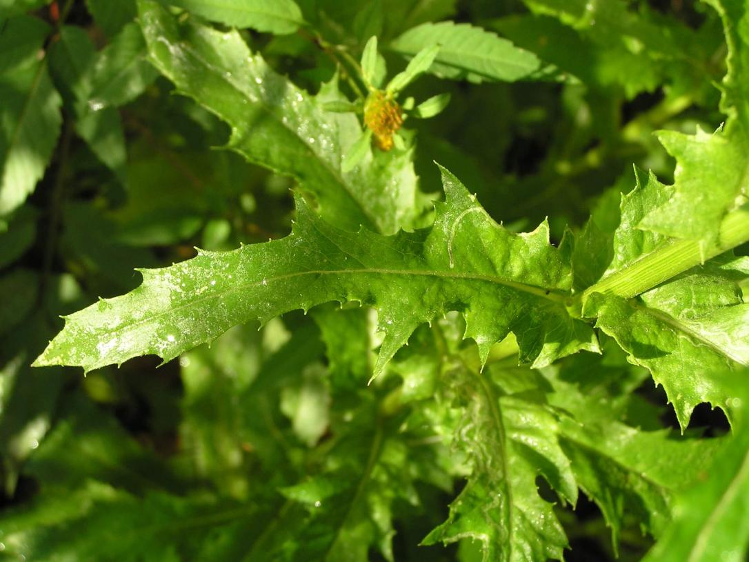 Pilewort leaves