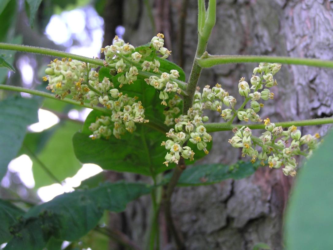 Poison Ivy flower