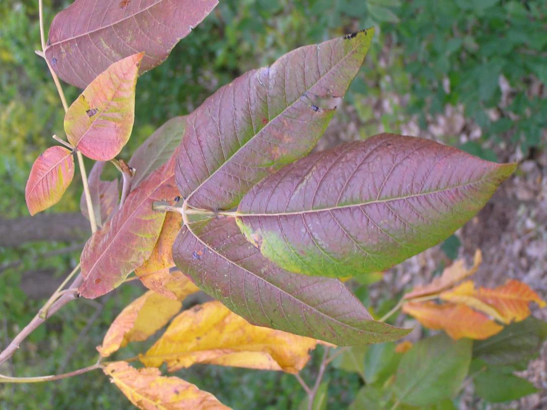 Poison Ivy leaves
