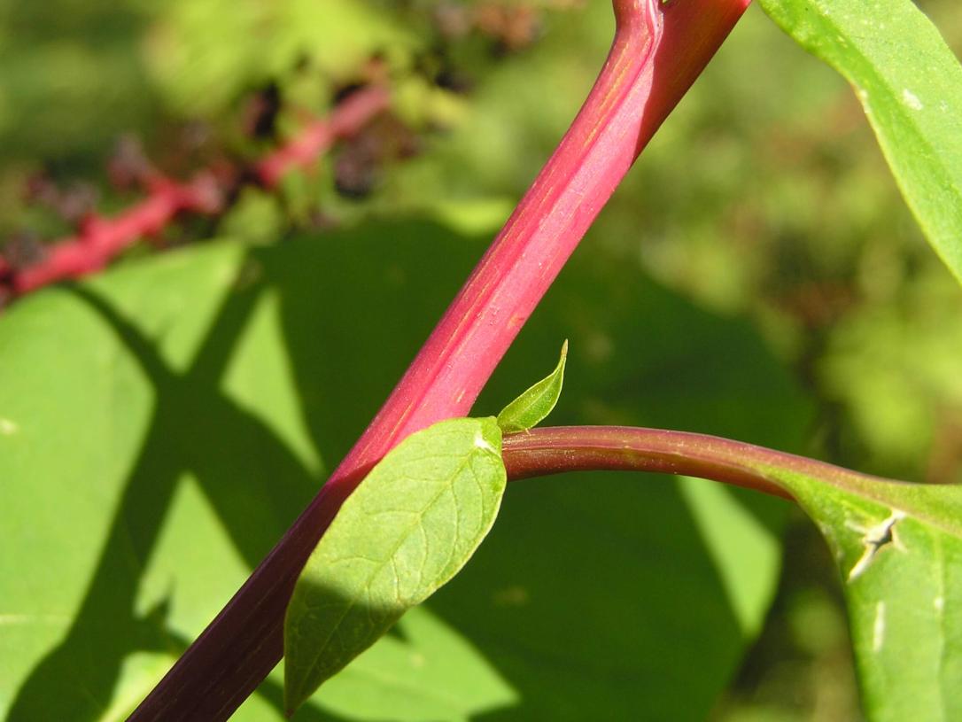 Pokeweed branch