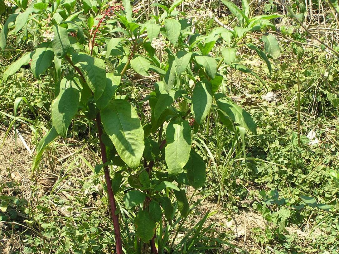 Pokeweed habit