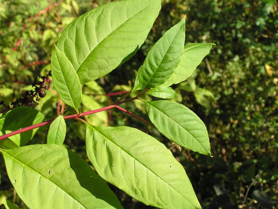 Pokeweed leaves
