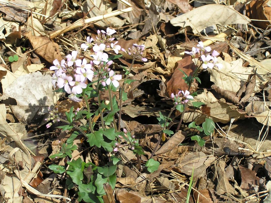 Purple Cress habit