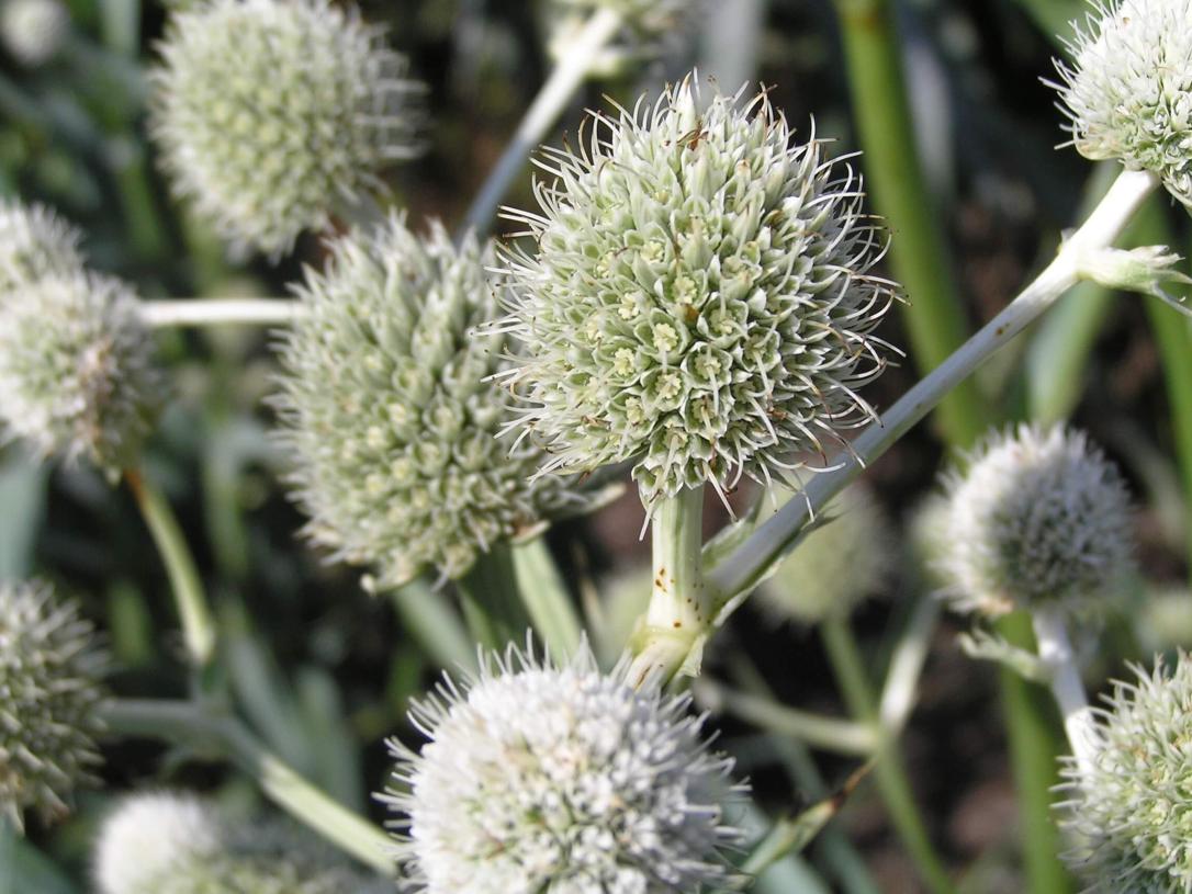 Rattlesnake Master flower