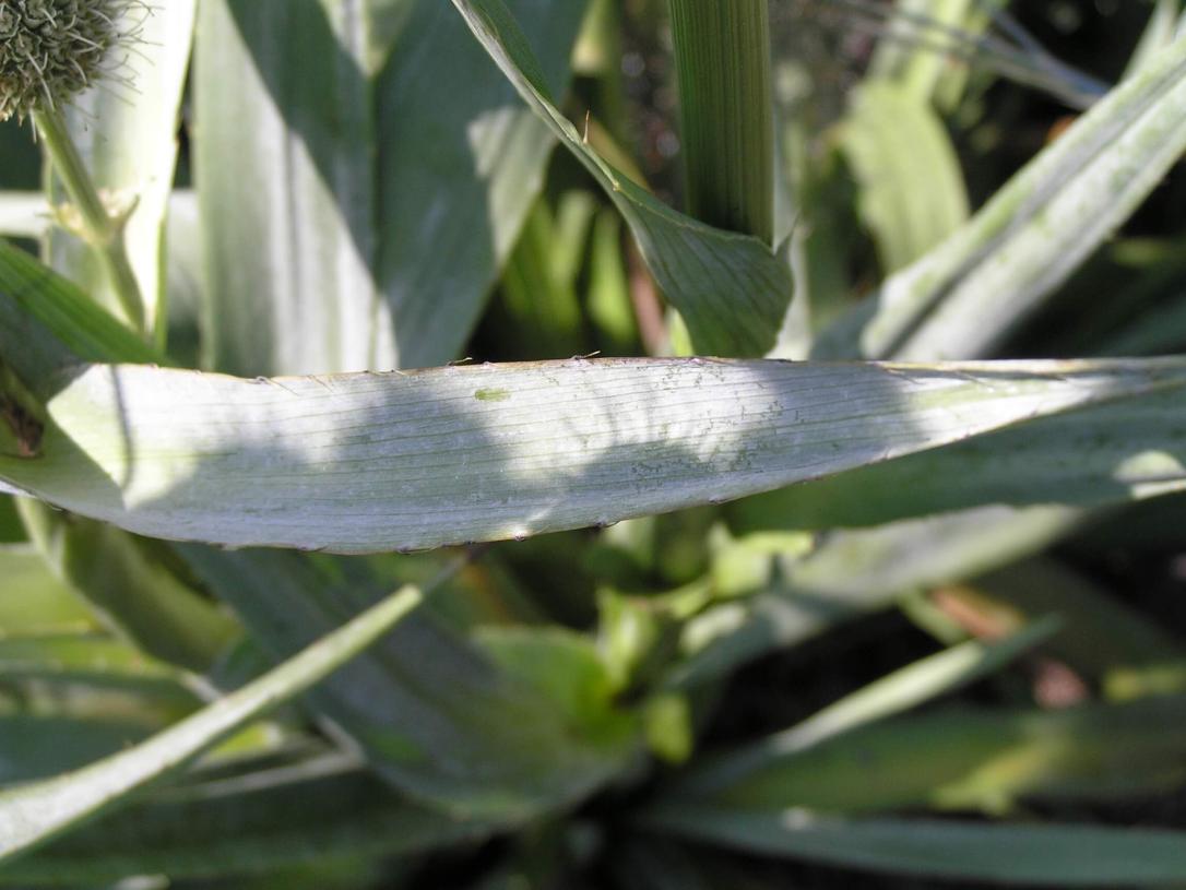 Rattlesnake Master leaves