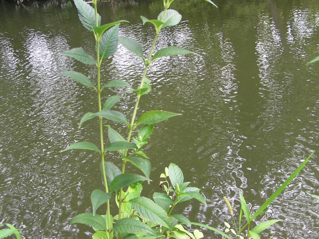 Red Turtlehead habit
