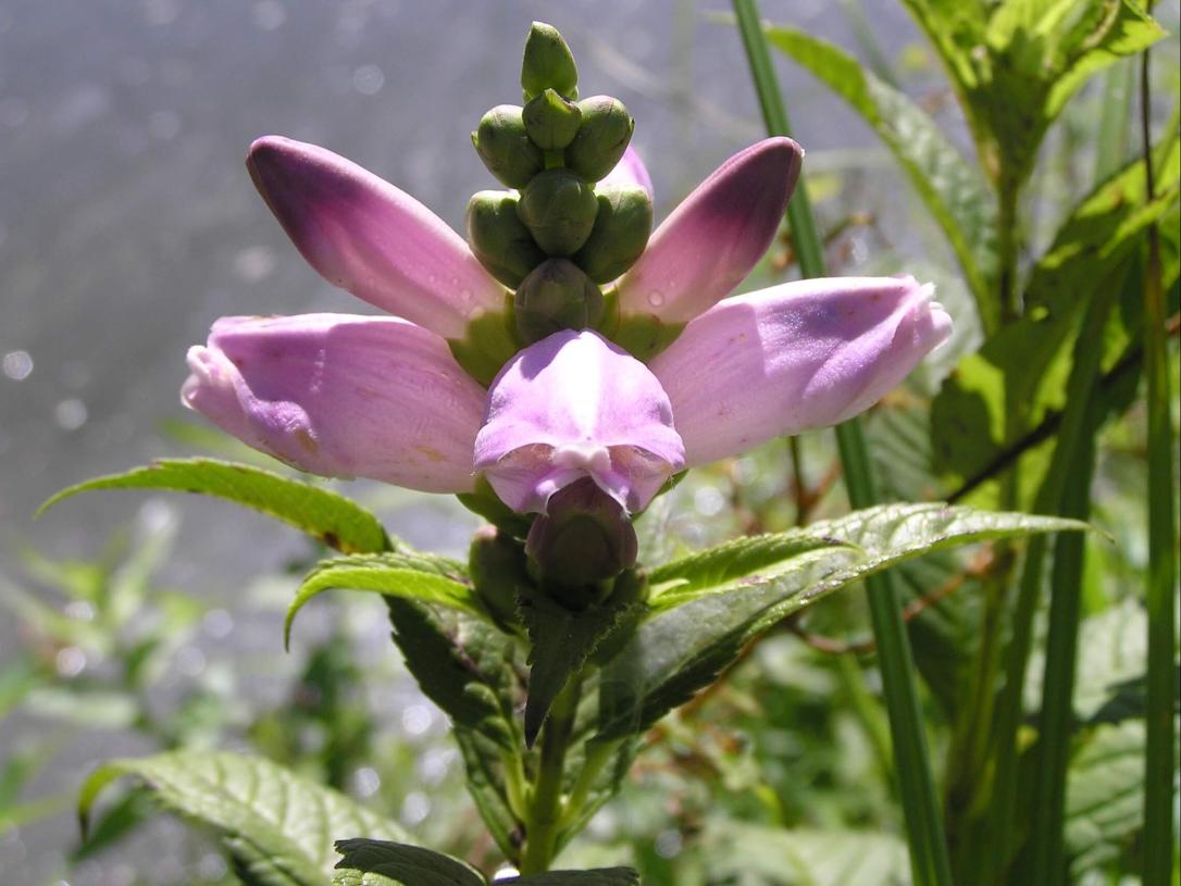 Red Turtlehead