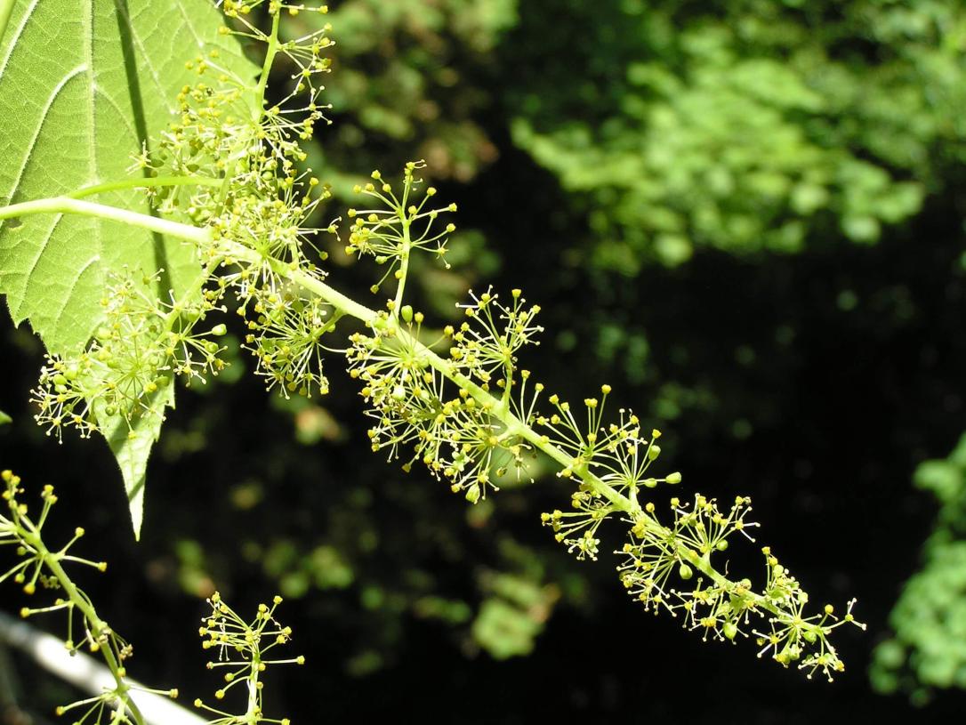 Riverbank Grape flower
