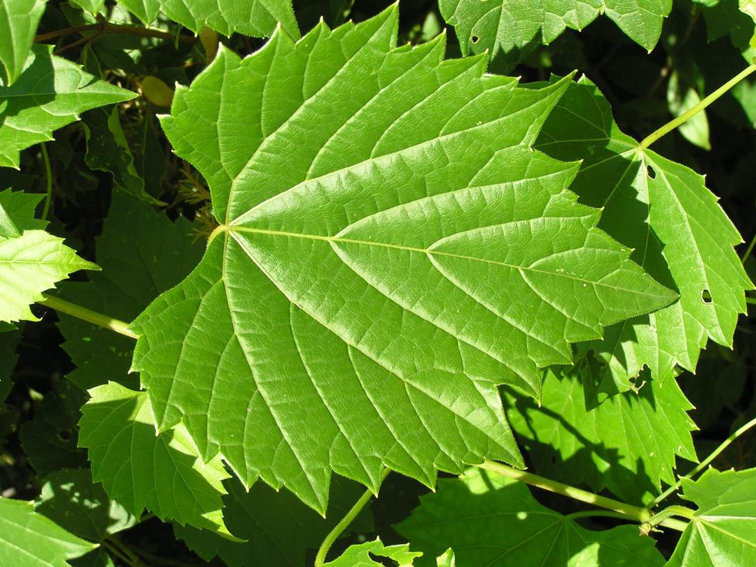 Riverbank Grape leaves