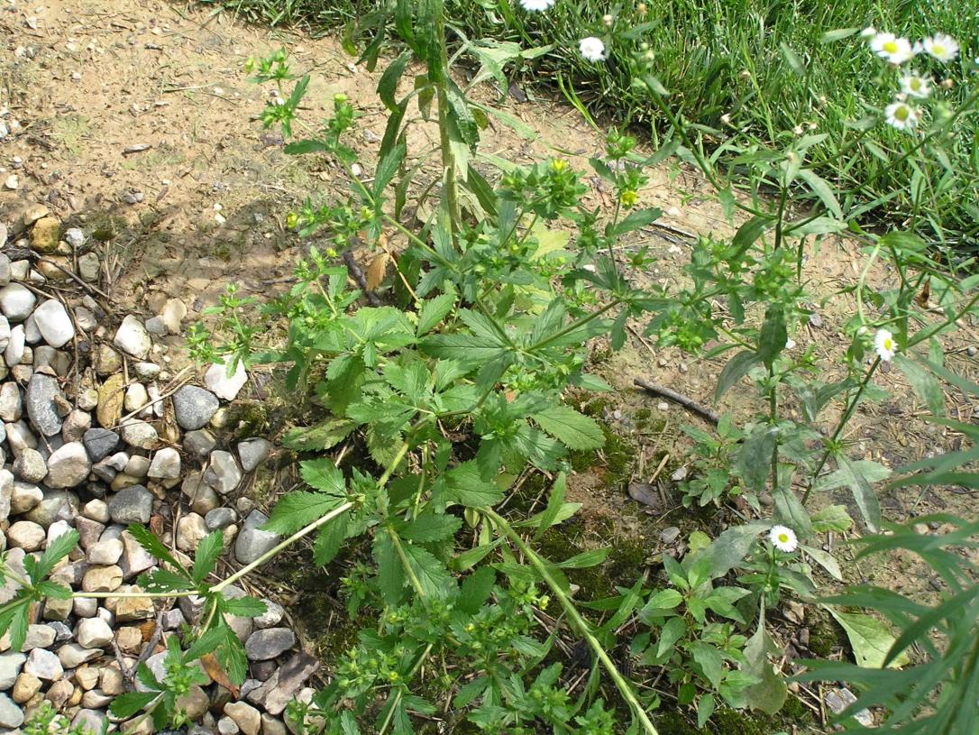 Rough Cinquefoil habit