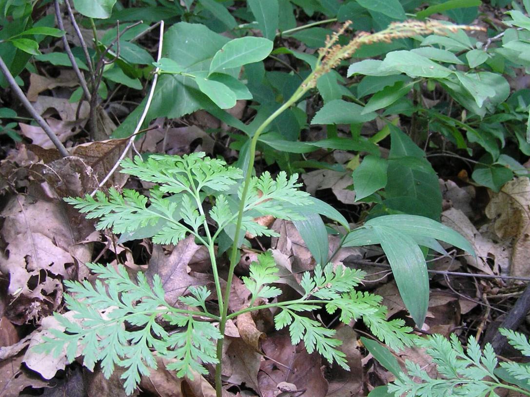 Royal Fern habit