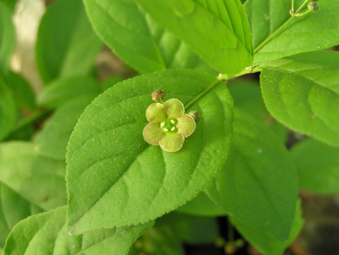 Running Strawberry Bush flower