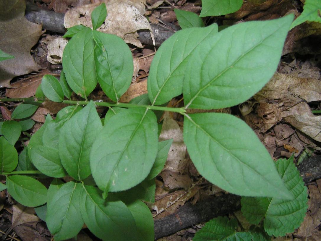 Running Strawberry Bush leaves