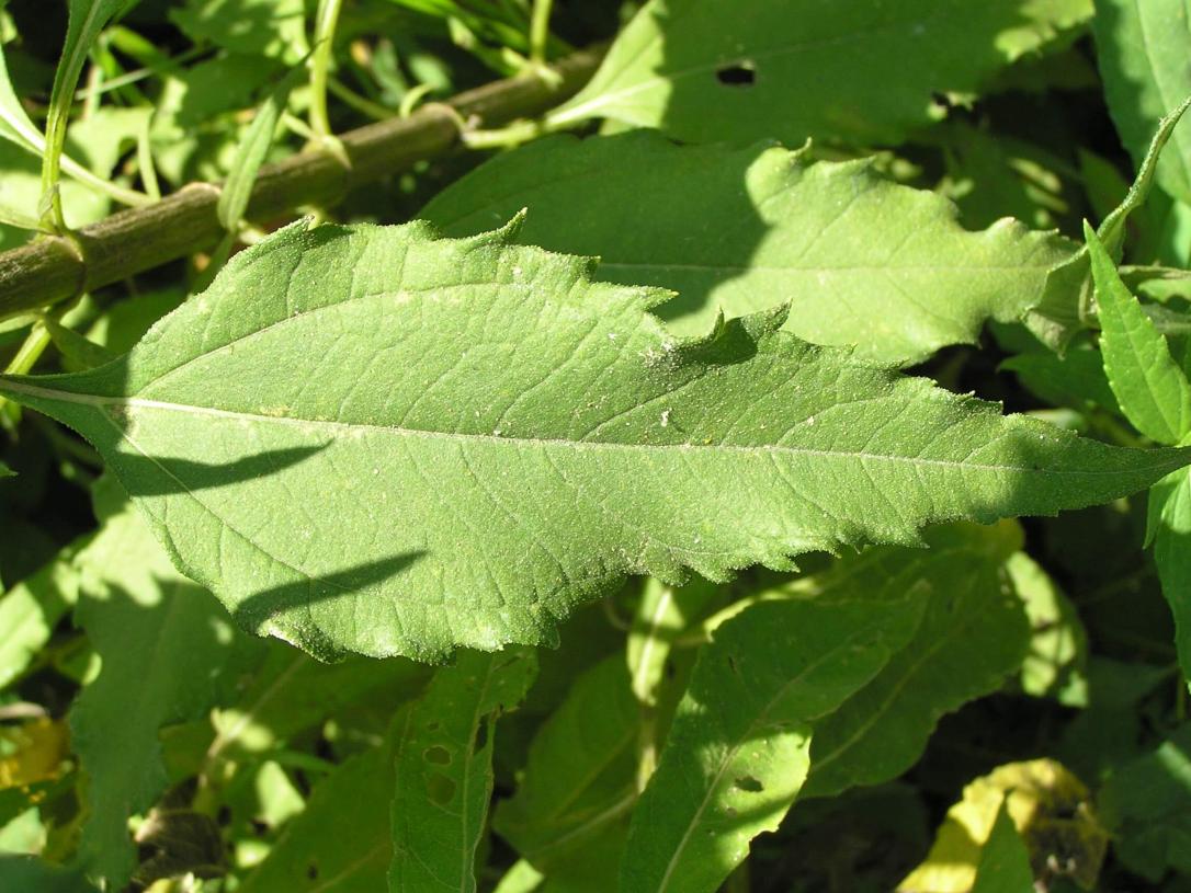 Sawtooth Sunflower leaves
