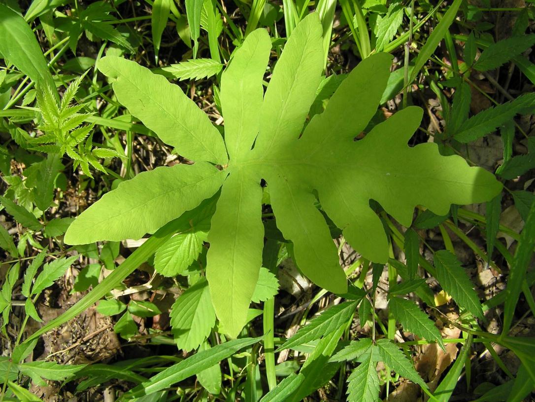 Sensitive Fern leaves