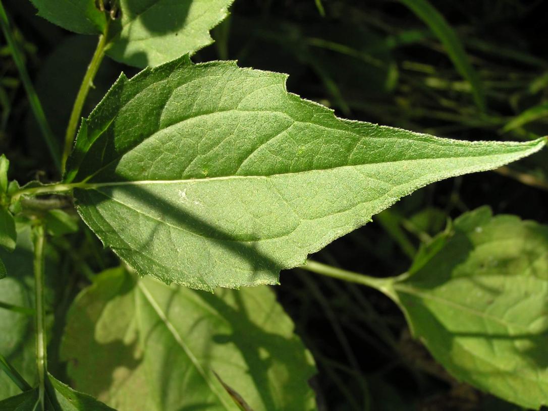 Showy Coneflower leaves