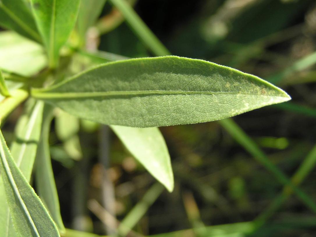 Showy Goldenrod leaves