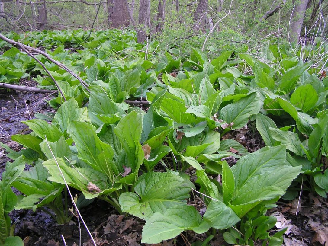 Skunk Cabbage habit