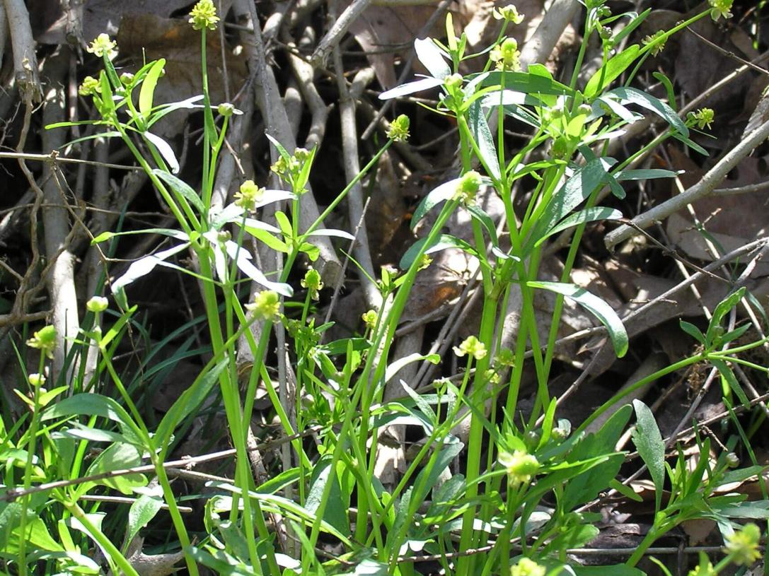 Small Flowered Crowfoot habit