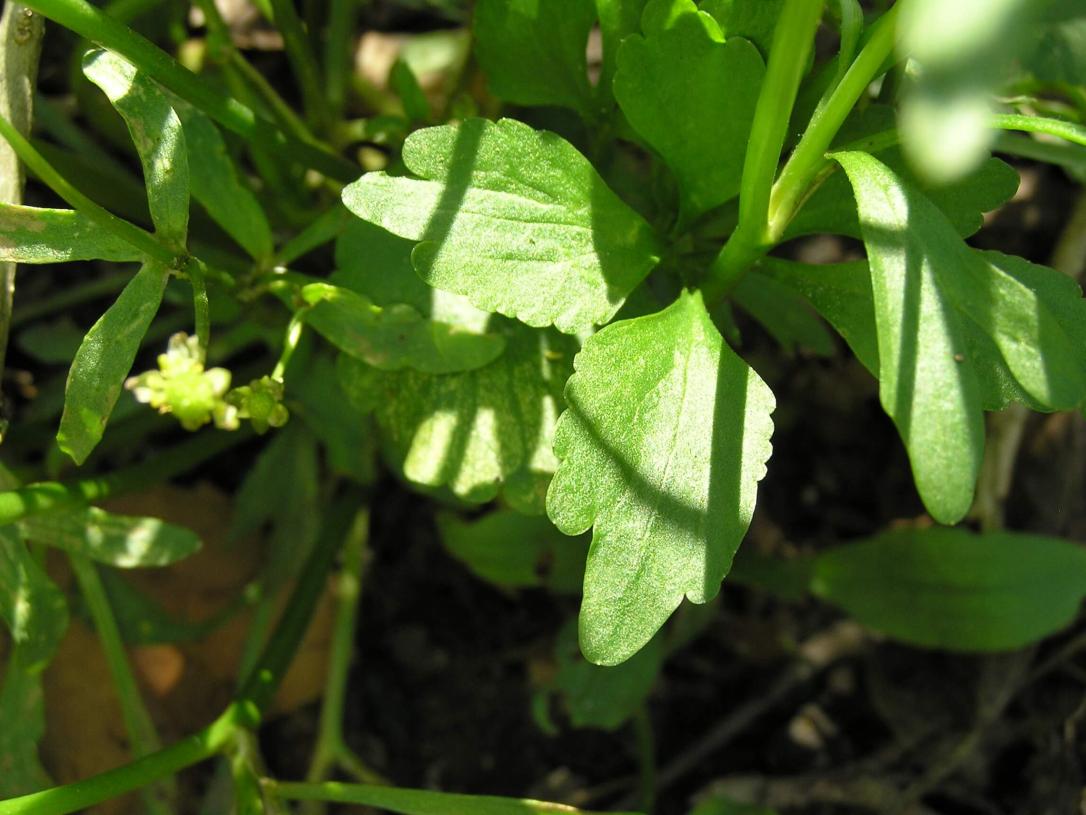 Small Flowered Crowfoot leaves