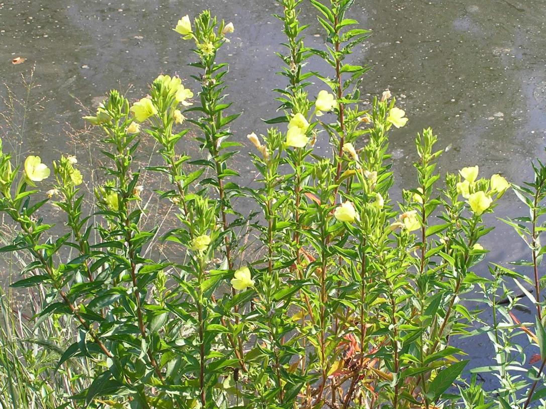 Small Flowered Sundrop habit