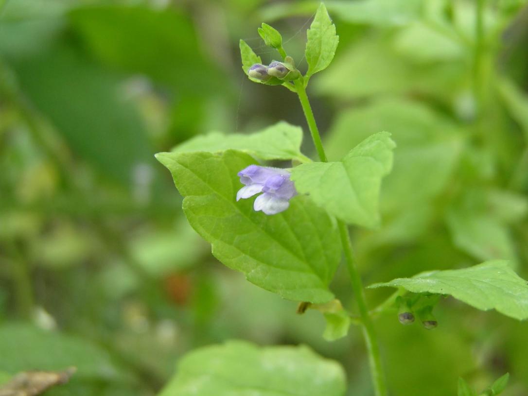 Small Skullcap flower