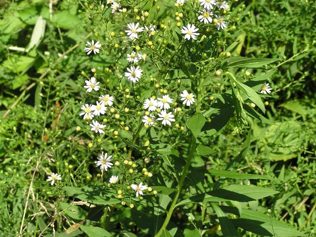 Small White Aster habit