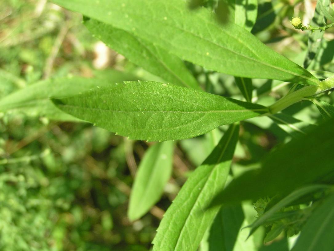 Small White Aster leaves