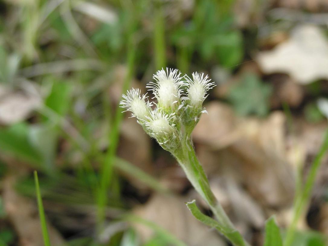 Smaller Pussytoes flower
