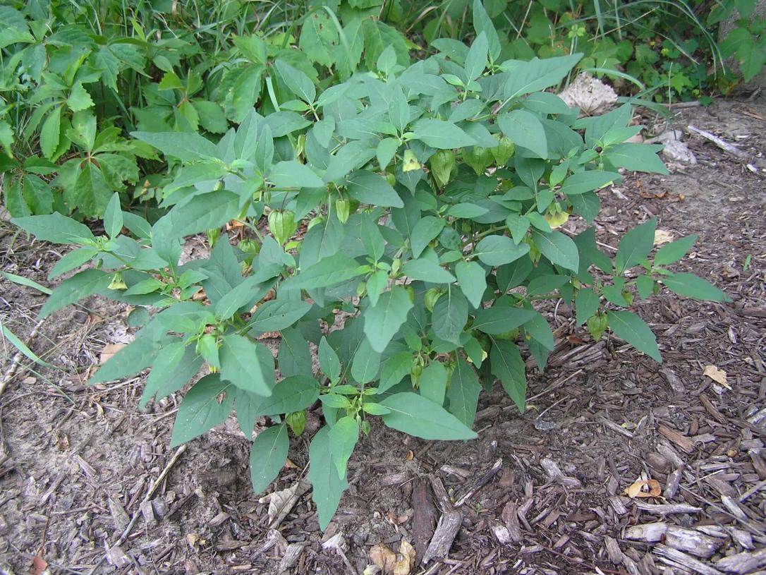 Smooth Ground Cherry habit