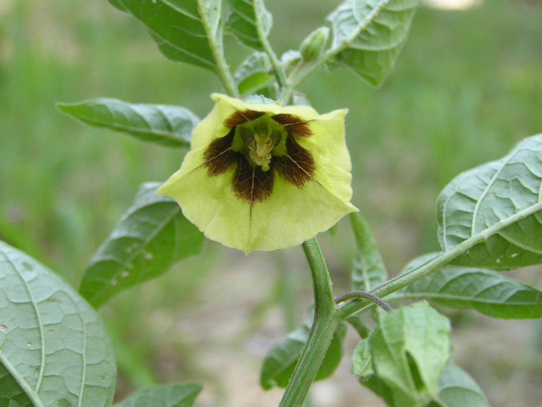 Smooth Ground Cherry smooth
