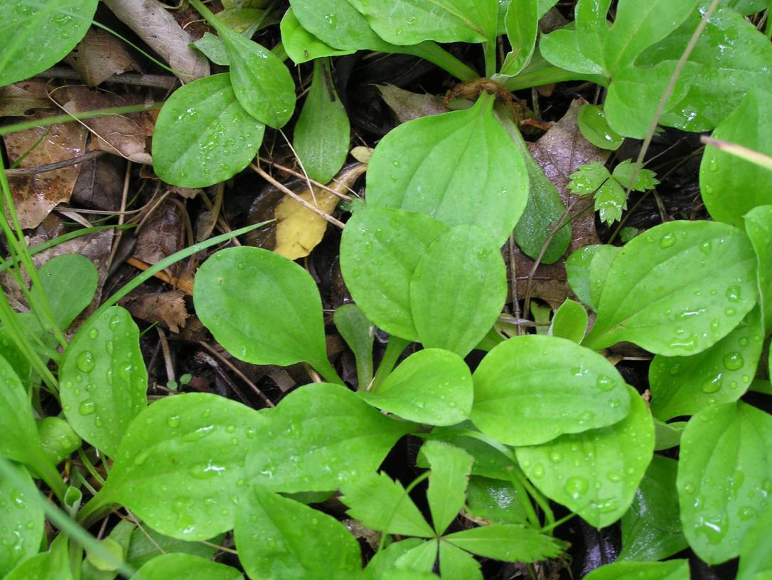Smooth Pussytoes leaves