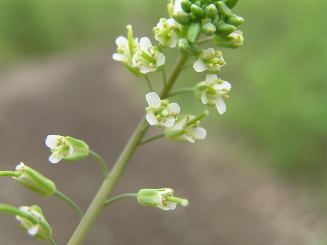 Smooth Rock Cress flower